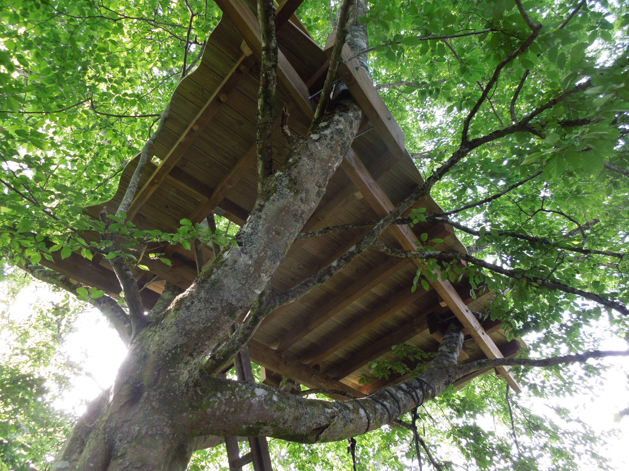 terrasse dans les arbres
